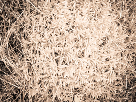 Close-up of forest moss and lichen. The beauty of nature as a background.の写真素材