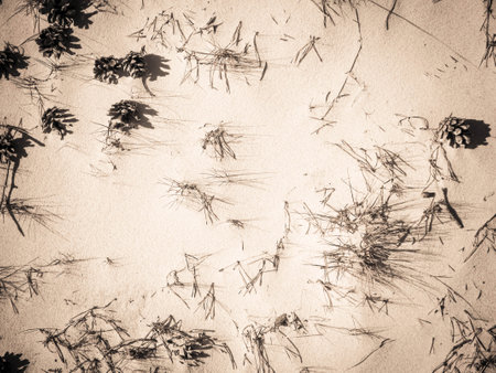 Cones and sand as a natural background. Copy space.の写真素材