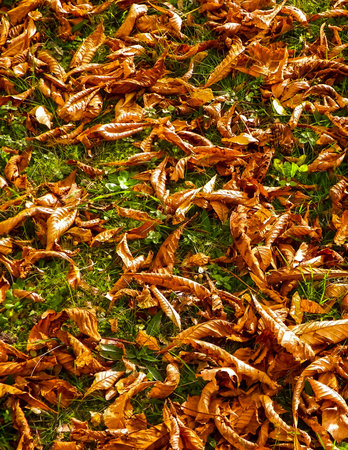 Gold autumnal leaves as nature background. copy space.の写真素材