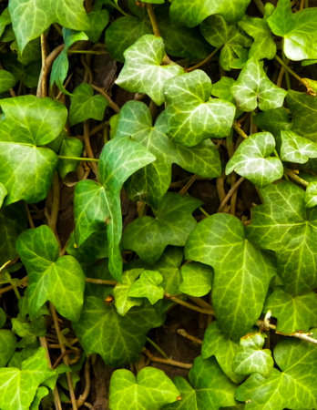 Green leaves as a natural background. copy space.の写真素材