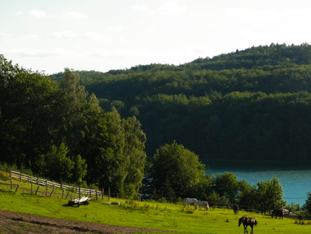 The mountainous landscape of Kashubia. Horses on the pasture in Wiezyca and water of Ostrzyckie Lake on a second plan. Wiezyca is in Kashubia region of northern Poland and popular touristic site.の写真素材