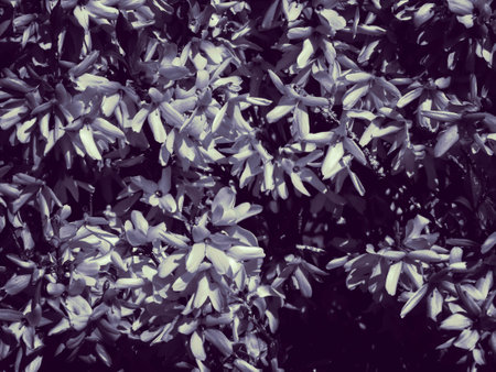 Yellow Forsythia flowers as nature background. Gardening and spring season concept. Abstract filter toned.の写真素材