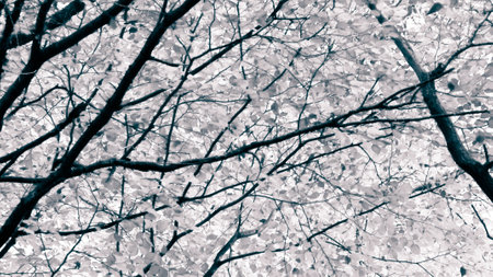 Branches of autumnal trees as nature background. Golden autumn, copy space. BW abstract filter toned.の写真素材