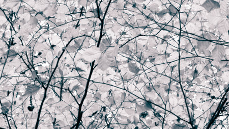 Branches of autumnal trees as nature background. Golden autumn, copy space. BW abstract filter toned.の写真素材