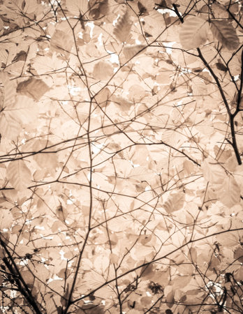 Branches of autumnal trees as nature background. Golden autumn, copy space. BW abstract filter toned.の写真素材