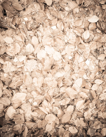 Autumnal leaves as nature background. Golden autumn, copy space. Abstract BW filter tonedの写真素材
