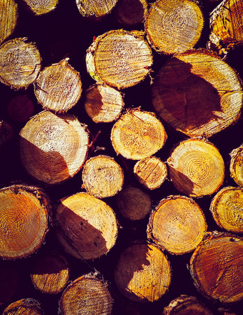 Wooden beams as nature background. Forest clearance -environmental protection and agriculture...