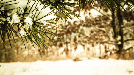 Beginning of winter - fresh snow on spruce tree branch. Copy space, nature background.の写真素材