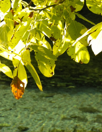 Beautiful, transparent water of Black Drim's River, Macedonia.