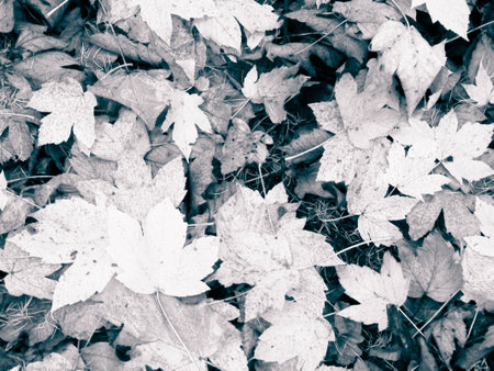 Close up of autumnal leaves as nature background. Golden autumn, copy space. Abstract filter tonedの写真素材