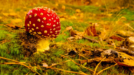Close up of red toadstool (amanita muscaria). Beautiful mushroom in the forest.の写真素材