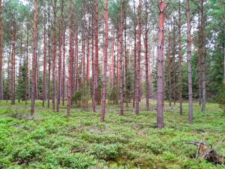 Walking across Tuchola Forest. Pure nature of northern Poland. Travel and nature concept.の写真素材