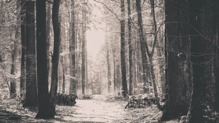 Springtime, forest awakens again after the winter break. The spring sun breaks through the trees on the path in forest. Nature concept. BW filter toned.の写真素材
