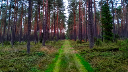 Walking across Tuchola Forest. Pure nature of northern Poland. Travel and nature concept.の写真素材