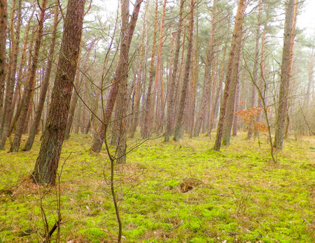 The pine forest in the coastal zone of the Baltic sea. Holidays and tourism, beautiful nature of northern Poland.の写真素材