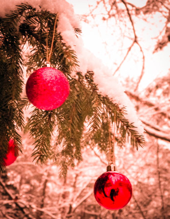 Red christmass balls on spruce tree branch. Copy space on blured background.の写真素材