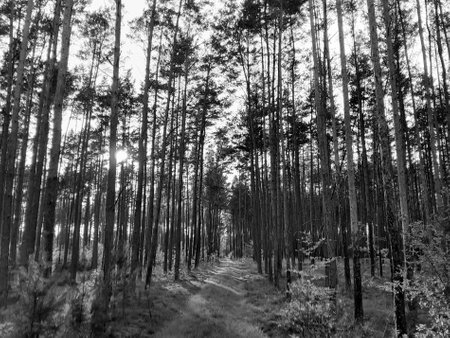 Landscape of Tuchola Forest. Northern Poland. BW filter tonedの写真素材