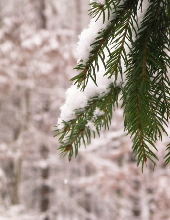 Beginning of winter - fresh snow on spruce tree branch.の写真素材