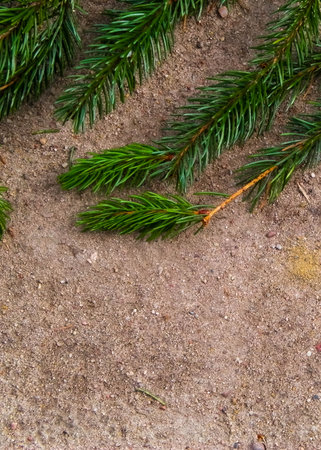 Spruce branch on the sand. Nature background. Copy spaceの写真素材