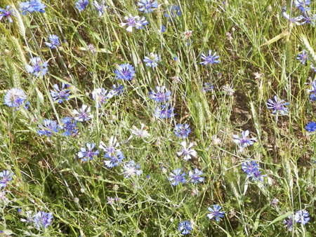 Meadow with iris flowers as nature background. Summer nature concept.の写真素材