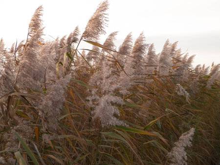 Coastal grasses at morning light, as a natural background copy space.の写真素材