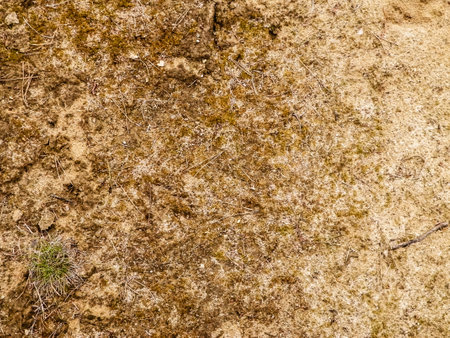 Lichen and moss on soil as nature background. Copy space. Abstract filter toned.の写真素材