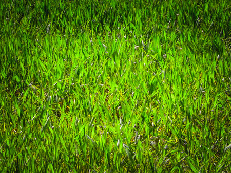 Close up of green grass as nature background. Copy spaceの写真素材