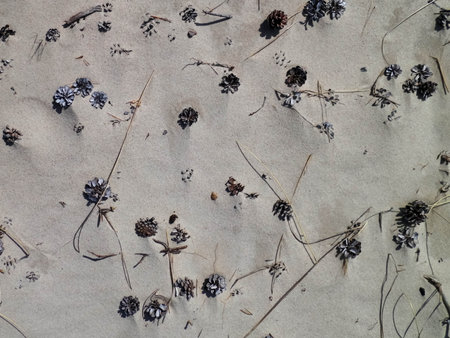 Cones and sand as a natural background. Copy space.の写真素材
