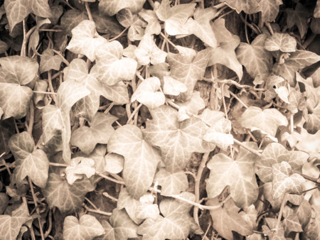 Green leaves as a natural background. Copy space. Abstract art filter.の写真素材