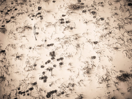 Cones and sand as a natural background. Copy space.の写真素材