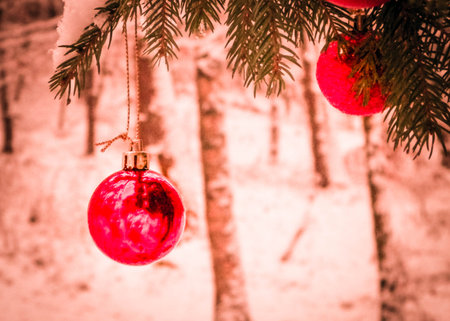Red christmas balls on spruce tree branch. Copy space on blurred background.の写真素材