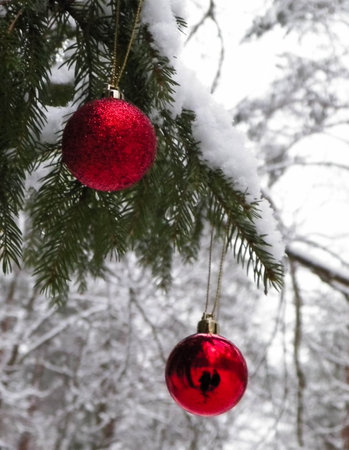 Red christmass balls on spruce tree branch. Copy space on blured background.の写真素材