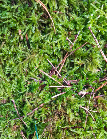 Close up of green forest moss as a nature background.の写真素材