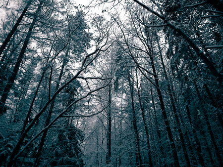 Winter forest landscape. Nature concept, BW filter toned.の写真素材