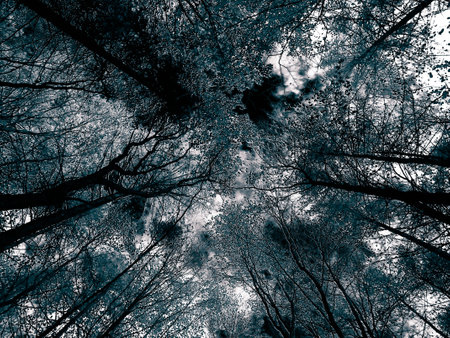 Trees of autumnal forest as nature background. Golden autumn, copy space. BW filter tonedの写真素材