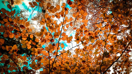 Branches of autumnal trees as nature background. Golden autumn, copy space. Abstract filter tonedの写真素材