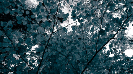 Branches of autumnal trees as nature background. Golden autumn, copy space. BW abstract filter toned.の写真素材