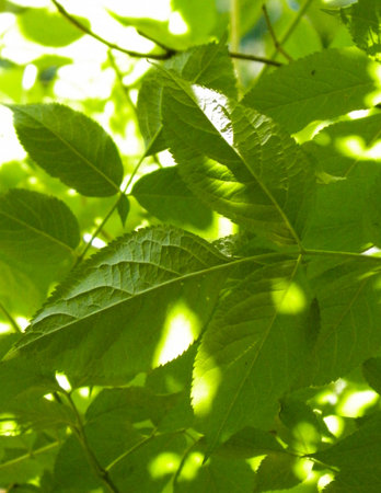 Close up of green leaves as nature background. Summer.の写真素材