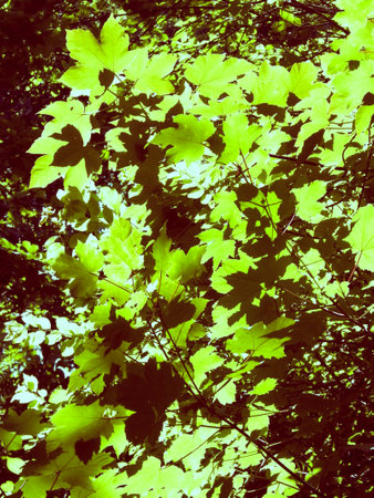 Forest trees as nature background. Branches with green leaves, Polish nature in summer time, copy space.の写真素材