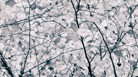 Branches of autumnal trees as nature background. Golden autumn, copy space. BW abstract filter toned.の写真素材