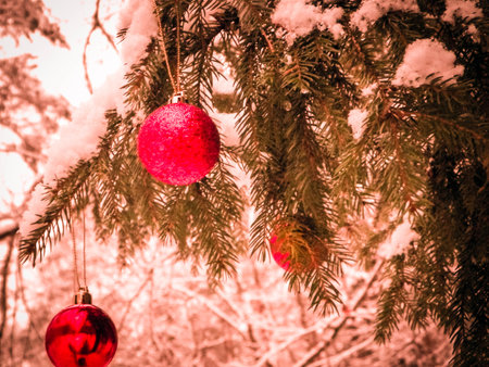 Red christmass balls on spruce tree branch. Copy space on blured background.の写真素材