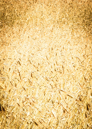 Close up of rye plants as nature background. Agriculture concept.の写真素材