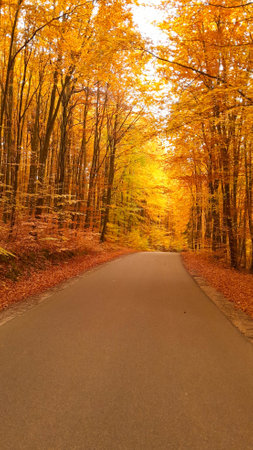 Golden autumn landscape. Road in the forest. Beauty of nature.の写真素材