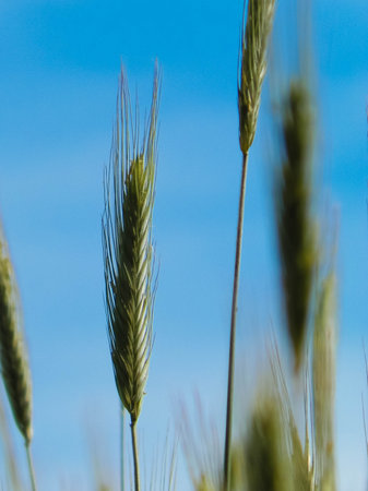 Close up of wheat plant. Agriculture and nature concept, nature background.