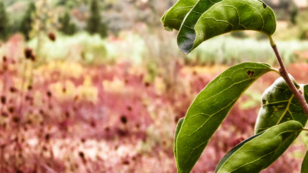 Close up of branch of khaki Tree. Khaki orchard, agriculture concept.