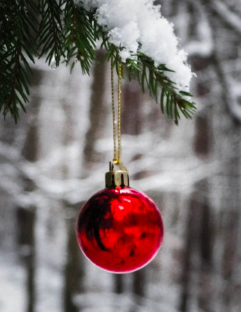 Red christmas balls on spruce tree branch. Copy space on blured background.の写真素材