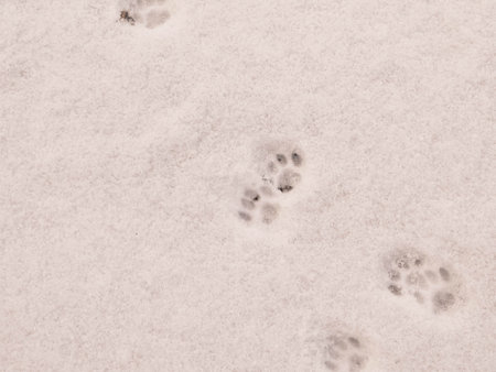 Paws footstep on fresh snow. Copy space on natural background.の写真素材