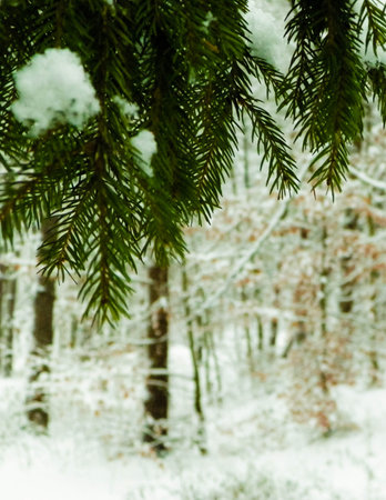 Beginning of winter - fresh snow on spruce tree branch.の写真素材