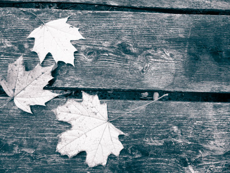 Autumn leaves on wooden plank as nature background. Copy space. BW filter toned.の写真素材