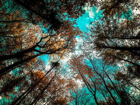 Trees of autumnal forest as nature background. Golden autumn, space. Abstract filter tonedの写真素材